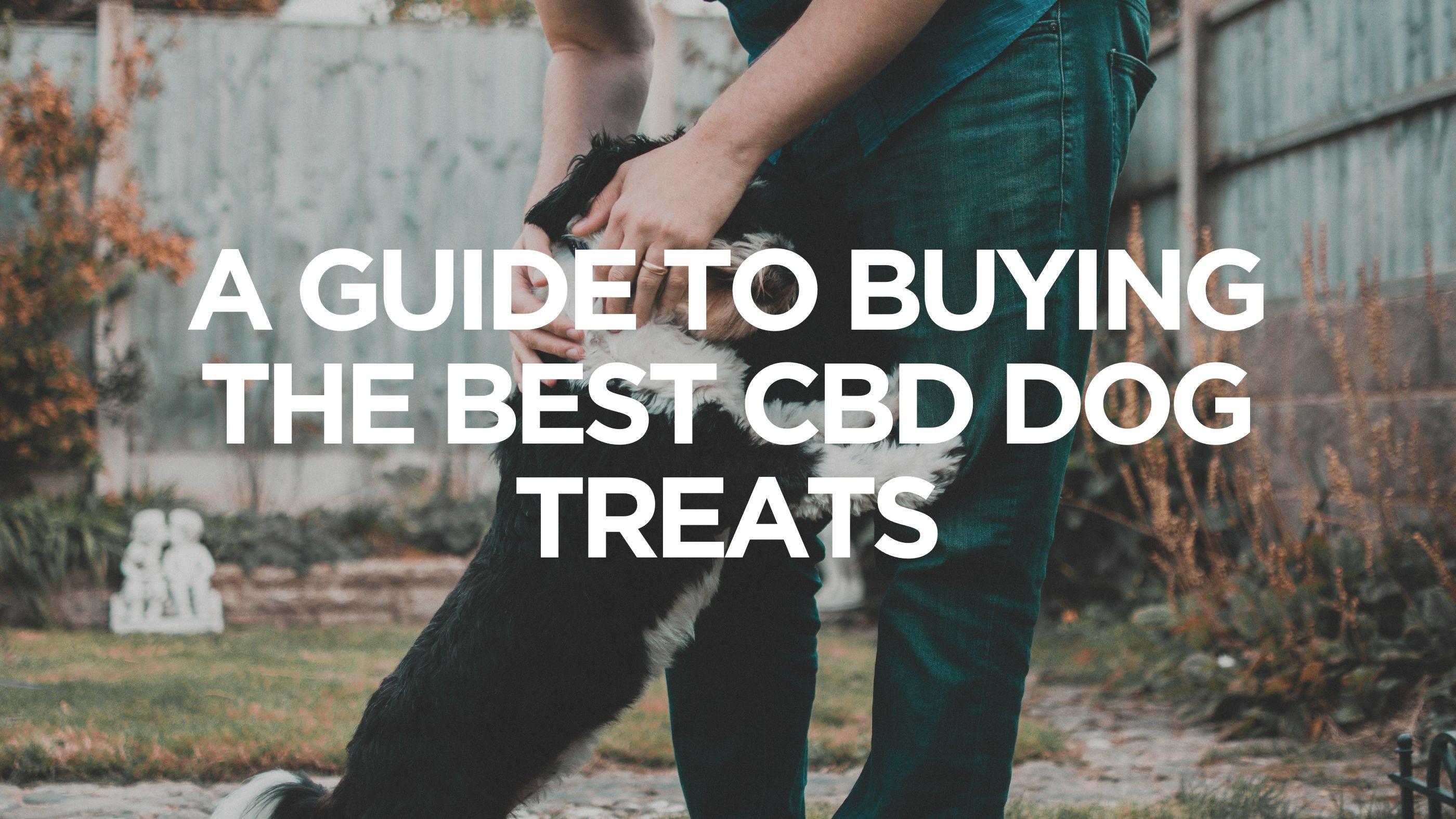 cbd-dog-treats
