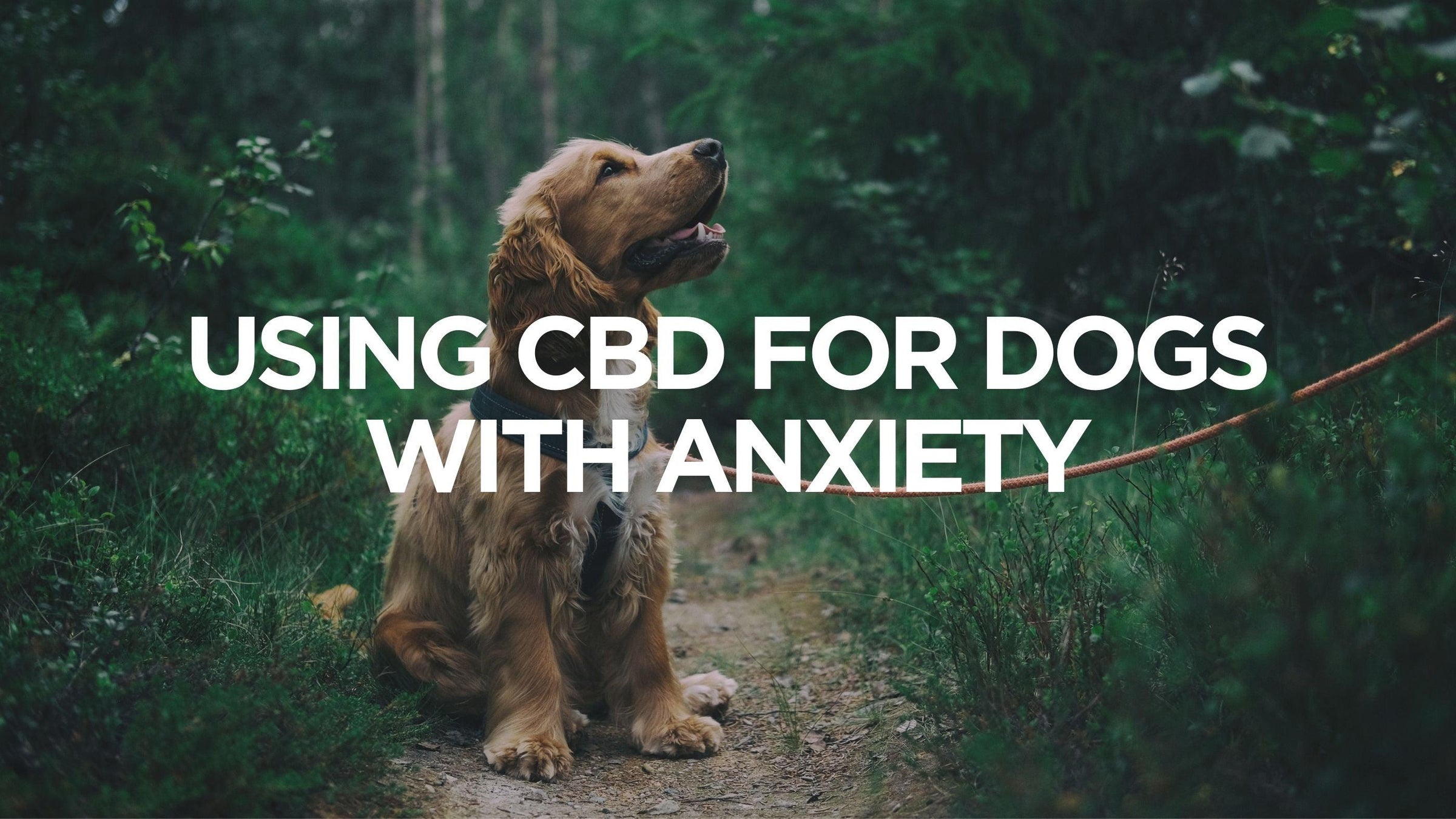 cbd-for-dogs-with-anxiety