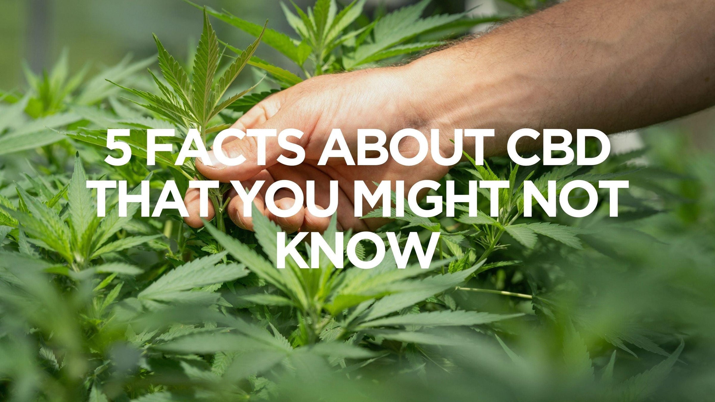5-facts-about-cbd