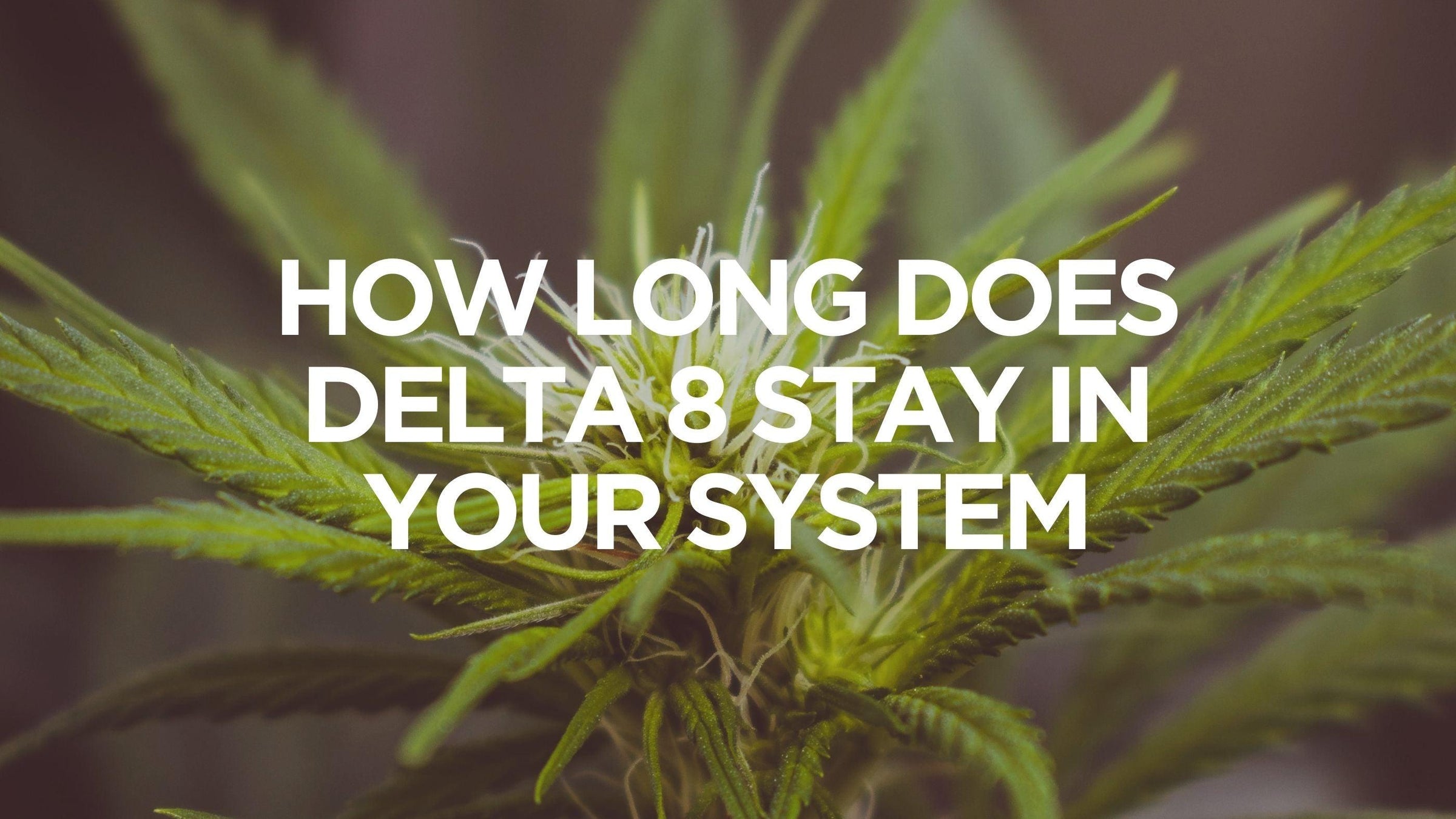 how-long-does-delta-8-stay-in-your-system