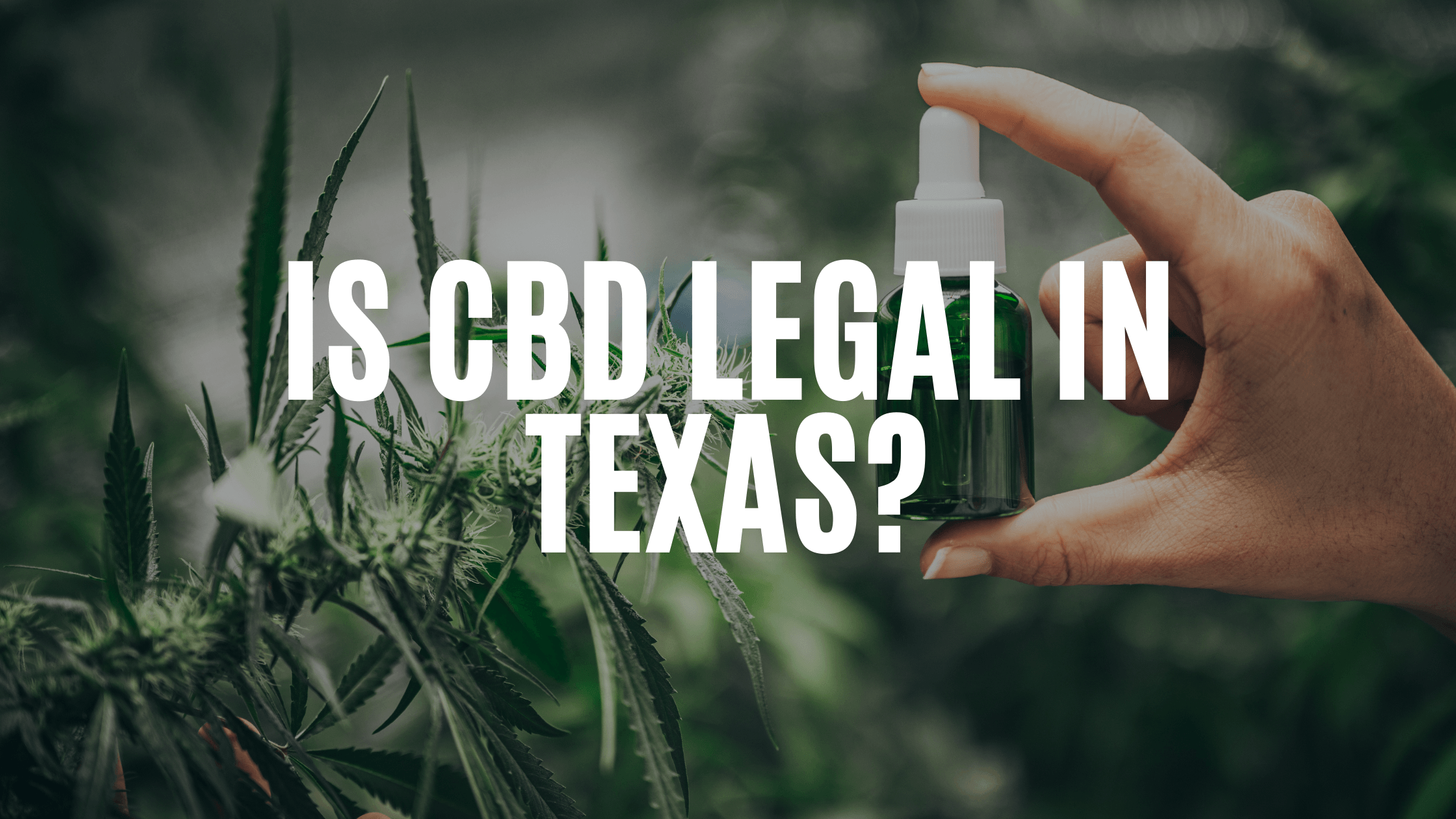 is-cbd-legal-in-texas