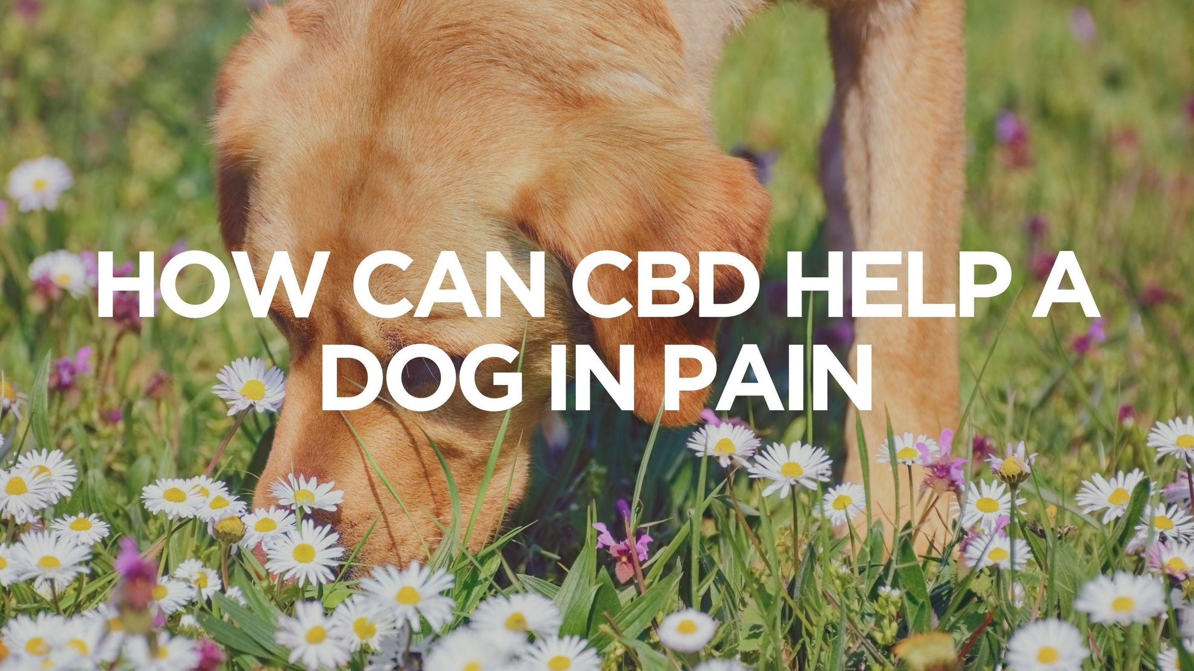 how-can-cbd-help-dog-in-pain