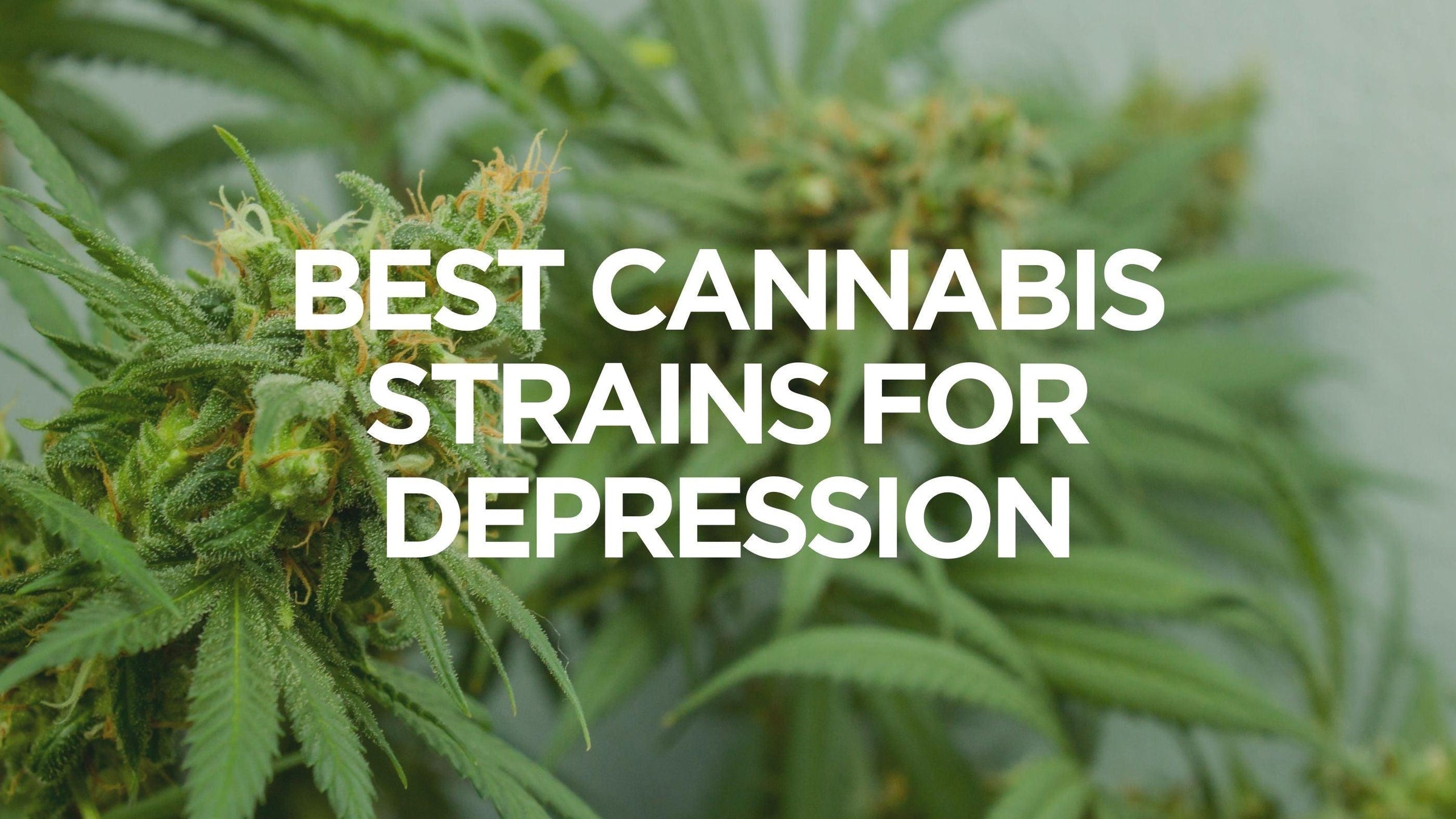 Best Cannabis Strains for Depression Fusion CBD Products
