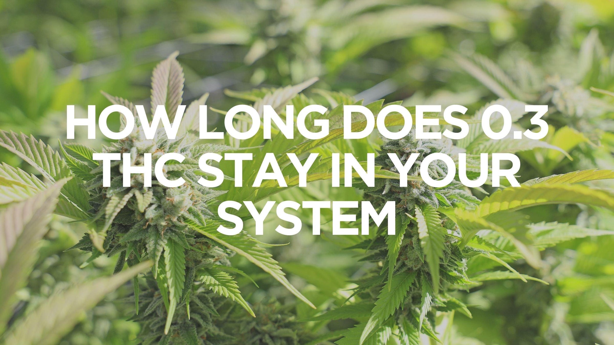 how-long-does-thc-stay-in-your-system