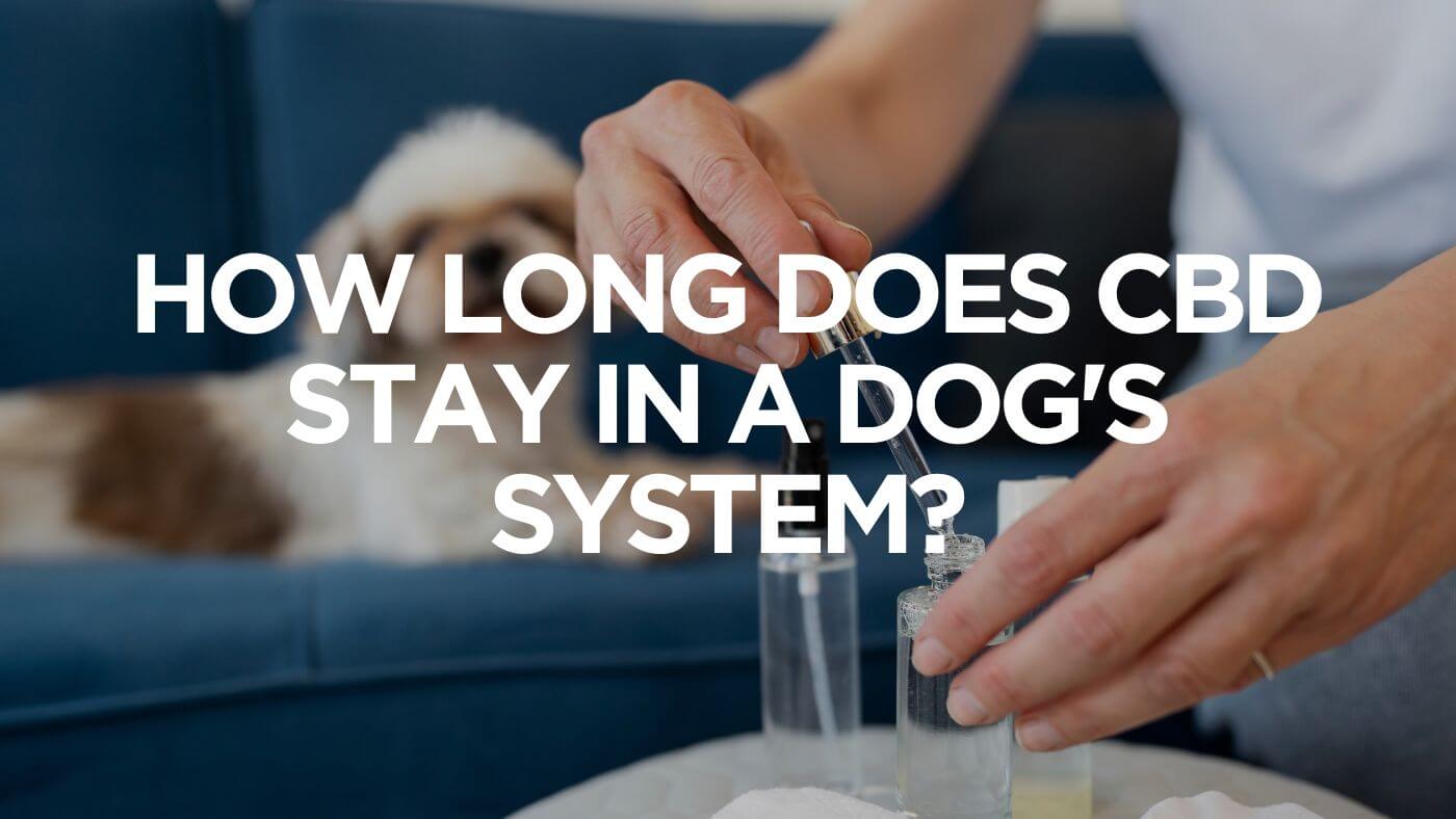 How Long Does CBD Stay In A Dog's System?