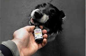 Hemp Oil for Anxious Dogs