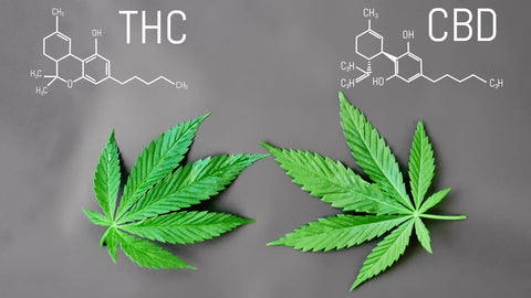 CBD v.s. THC